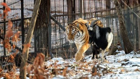 Йўлбарс Амур ва эчки Тимур тўп ўйнашни ўрганди (видео)