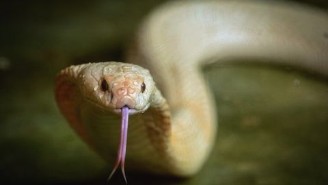 Janubiy Afrika Respublikasida it o‘z xo‘jayinini kobra hamlasidan saqlab qoldi