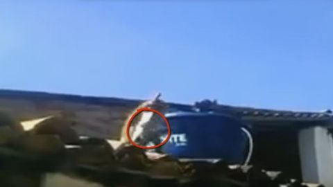 Бразилияда маст маймун ресторан меҳмонларига пичоқ билан таҳдид қилди