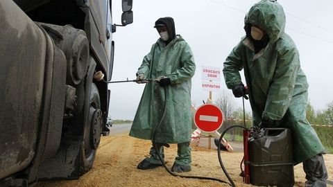 Қримда чўчқа ўлати туфайли фавқулодда ҳолат жорий этилди 