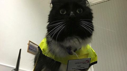 Britaniyada mushuk vokzal katta nazoratchisi etib tayinlandi