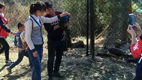 Хитойдаги ҳайвонот боғида икки товус томошабинлар билан суратга тушаверганидан оламдан ўтди