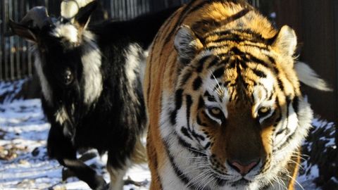 Эчки Тимур ва йўлбарс Амур бундан буён бирга яшамайди