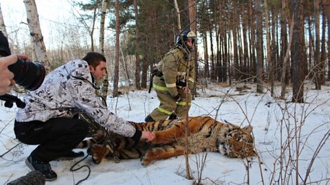 Rossiyaning Voronej viloyatida trassada kezib yurgan yo‘lbars qo‘lga olindi 