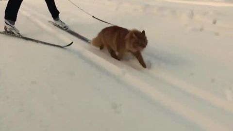 Norvegiyalik ayol mushukni chanaga qo‘shiladigan hayvonga aylantirdi (video)