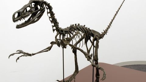 Yaponiyalik olimlar yangi turdagi dinozavr aniqlanganini tasdiqladi