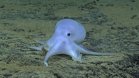 Gavayi orollarida sakkizoyoqning yangi turi aniqlandi (video)