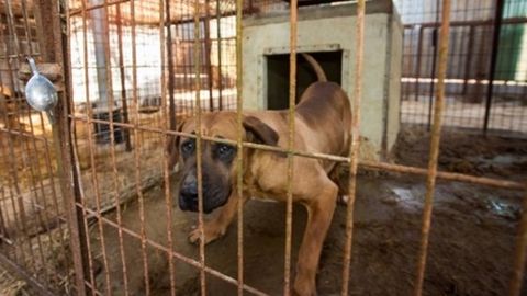 Janubiy Koreyada 64 ta it go‘sht fermasidan ozod qilindi