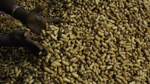 Chaqaloqlar ratsioniga yeryong‘oq va tuxum kiritilishi kelgusida allergiya paydo bo‘lishi xavfini kamaytirishi aniqlandi