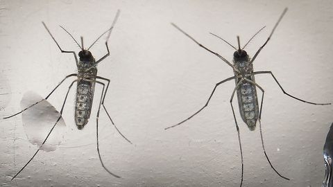 Janubiy Koreyada Zika bezgagiga chalinish bilan bog‘liq birinchi holat qayd etildi