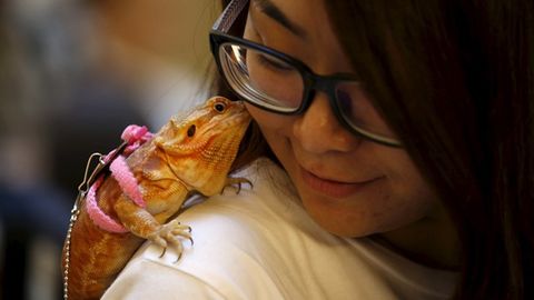 Olimlar kaltakesaklar misolida Hindiston va Osiyo o‘rtasida 55 mln yil ilgari ko‘prik bo‘lganligini isbotladi