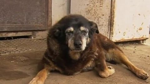 Австралияда дунёдаги энг қари деб тахмин қилинган ит ўлди