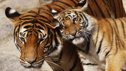 WWF: ёввойи табиатдаги йўлбарслар сони кўпайиб, салкам 4 мингтага етди