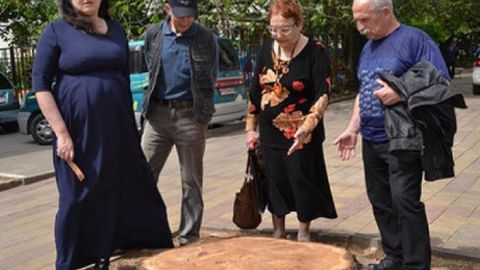 Sochida Fazogirlar kunida Gagarin tomonidan ekilgan kedr arralab tashlandi