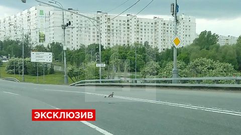 Moskvada YPX xodimi o‘rdaklar yo‘ldan o‘tib olishi uchun harakatni to‘xtatdi (video)