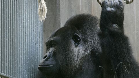 AQShdagi hayvonot bog‘ida 3 yoshli bolakayni qo‘lida ko‘tarib yurgan gorilla otib o‘ldirildi