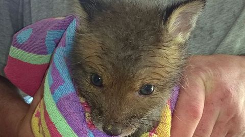 Buyuk Britaniyada yer yong‘oq moyi idishiga boshi kirib qolgan tulki bolasi qutqarildi