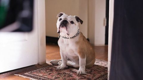 Jarmushning filmida o‘ynagan buldog Kann festivalida eng yaxshi it roli uchun mukofot oldi