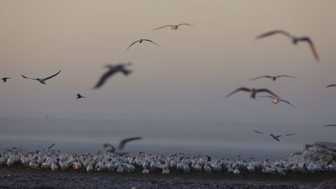 Zoologlar Arktikadagi erta bahor Afrikada qushlarning halok bo‘lishiga olib kelayotganligini aniqladi