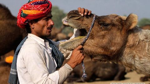 Hindistonda kuchli jazirama tufayli tuya o‘z egasining boshini tishlab uzib oldi