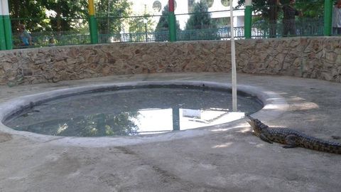 Toshkent hayvonot bog‘idagi Nil timsohlari ochiq maydonchaga chiqarildi