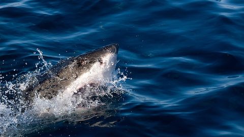 Avstraliyada nahang hujumiga uchragan syorfingchi olamdan o‘tdi