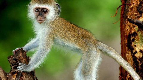 Маймун Кениядаги кенг кўламли электр таъминотидаги узилишга сабаб бўлди