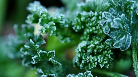 Olimlar kashnich va shivitda saratonga qarshi kurashish imkonini beruvchi moddalarni topdi