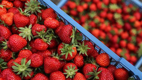 Rossiya Afrika mevalarining Belorussiya orqali kiritilishini taqiqladi