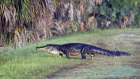 Флорида штатида тимсоҳ 2 ёшли болани сувга тортиб кетди