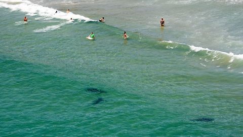 Avstraliyada dayving bilan shug‘ullanuvchi ayol nahang hujumi tufayli halok bo‘ldi