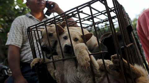 Юйлинь расмийларига ит гўшти фестивалини бекор қилиш талаб қилинган ва 11 миллион имзо қўйилган петиция топширилди