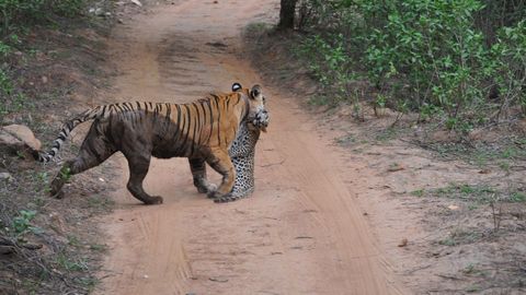 Hindistonda yo‘lbars sayyohlar ko‘z o‘ngida leopardni g‘ajib tashladi