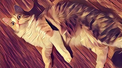 Prisma Ўзбекистонда App Store’дан энг кўп юклаб олинаётган дастурга айланди