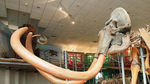 Уралда топилган дандон тиш 2 млн йил аввал яшаган филга тегишли бўлиши мумкинлиги билдирилди