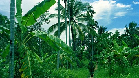 Вьетнам ўрмонларида яшаган ота ва бола 40 йилдан сўнг цивилизацияга қайтди