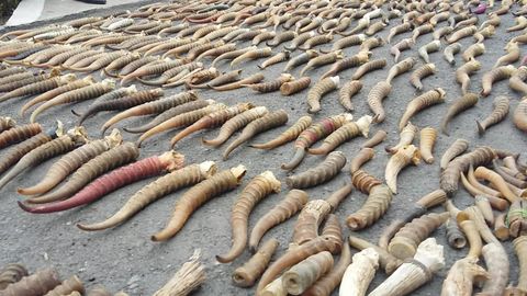 Davlat bojxona qo‘mitasi tomonidan sayg‘oq shoxlari kontrabandasi fosh etildi