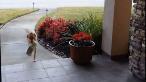 Itoatkor it o‘z egalariga yangi gazetalarni keltirib berishni o‘rgandi (video)