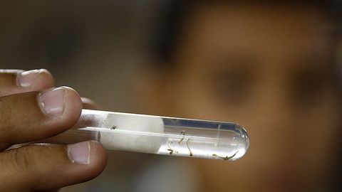 Floridada chivin chaqishi tufayli 35 kishi Zika virusiga chalingani qayd etildi