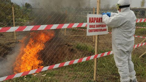 Yamalda harbiy mutaxassislar Sibir kuydirgisidan halok bo‘lgan bug‘ularning 14 foizi qoldiqlarini yo‘q qildi