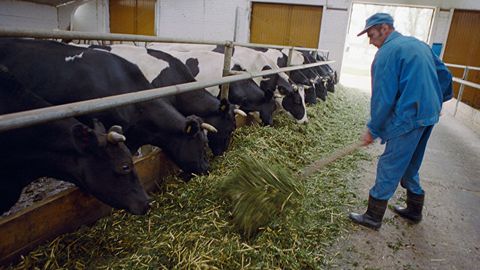 Qozog‘iston Sibir kuydirgisining avj olishi tufayli Rossiyadan yirik qoramol yetkazilishiga vaqtincha cheklov joriy qildi