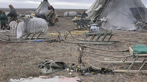 Ямалда ҳарбийлар Сибир куйдиргиси туфайли ҳалок бўлган 200 та буғу қолдиқларини йўқ қилди