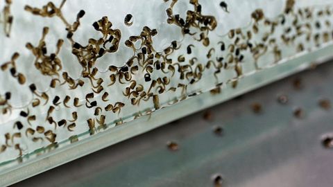 AQShda donorlardan olingan qonning hammasini Zika virusiga tekshirish taklif qilindi
