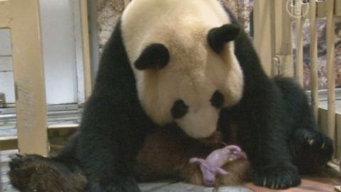 Yaponiyadagi hayvonot bog‘ida katta panda sakkizinchi bolasini dunyoga keltirdi