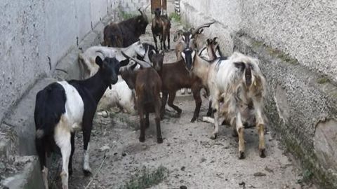 Moldovada politsiya echkilar podasini qo‘lga oldi