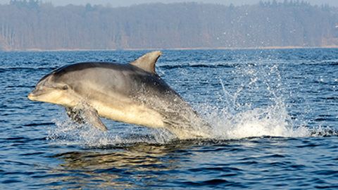Olimlar delfinlarda to‘la-to‘kis nutq shakllanganini aniqladi