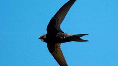 Shvetsiyalik olimlar 10 oy davomida tinimsiz parvoz qila oladigan qushlarni aniqlandi