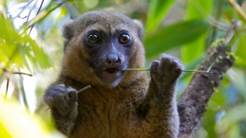 Yer yuzidagi yovvoyi hayvonlarning uchdan ikki qismi 2020-yilga kelib yo‘q bo‘lib ketishi taxmin qilindi