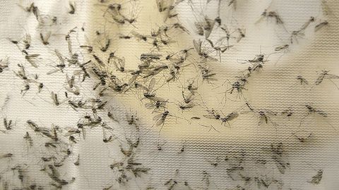Meksikada bir haftada Zika virusiga chalinishning 500 dan ortiq yangi holati aniqlandi