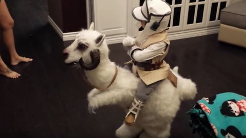 Таунтаун минган ёш жедай. Америкалик 4 ёшли жедай